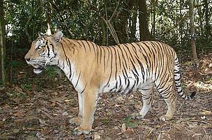 2011___a_tiger_camera_trapped_in_royal_belum_state_park_christopherwong_30509.jpg